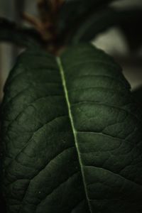 Close-up of leaf