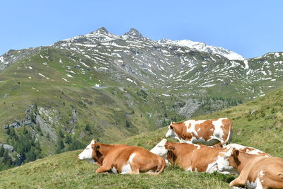 Cows standing on landscape against mountain range