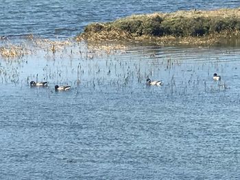 Swans swimming in lake