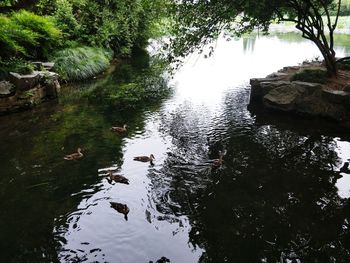 High angle view of swan swimming on lake