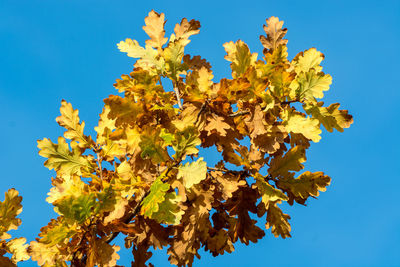 Low angle view of yellow flowering plant against clear blue sky