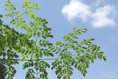 Low angle view of leaves against sky