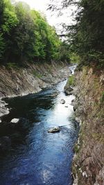 River in forest