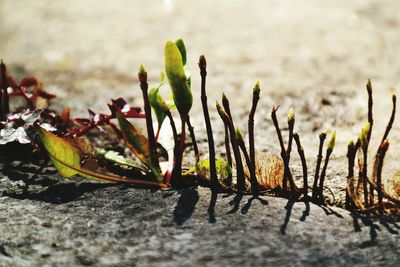 Close-up of plant growing outdoors