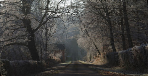 Road amidst trees in forest against sky