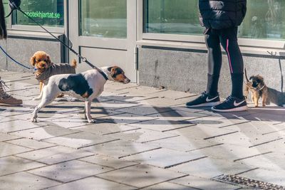 Low section of people with dog on footpath