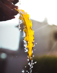 Close-up of water flowing on a yellow leaf