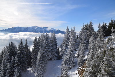 Trees on snow covered landscape against sky