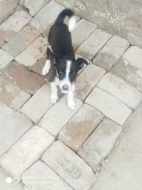 High angle view of dog on footpath