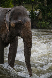 Close-up of elephant in zoo