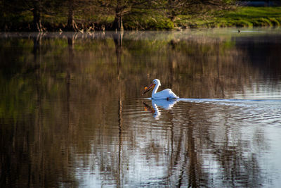 Pelican swimming in a lake