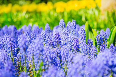 Close-up of purple flowering plants in park