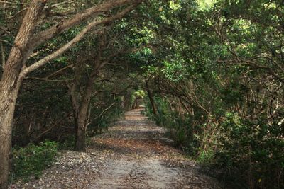 Trees in forest