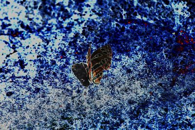 High angle view of butterfly on flower