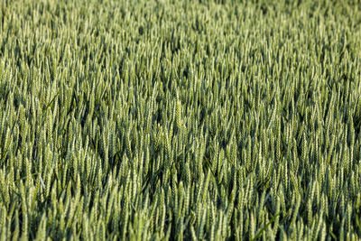 Full frame image of a green cereals field.