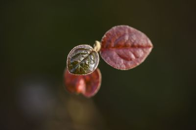 Close-up of fruits growing on plant