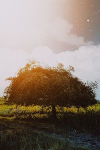 Trees on field against sky