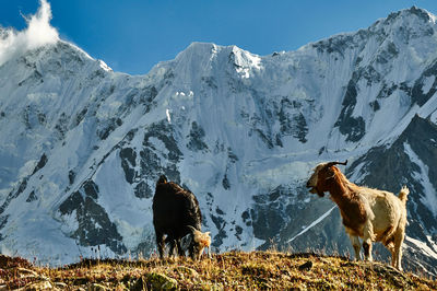 Horses on snow covered field against mountain