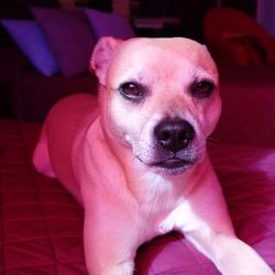 Close-up portrait of dog