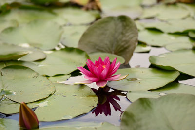 Close-up of lotus water lily in pond