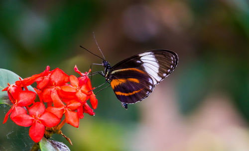 Close-up of butterfly pollinating on flower