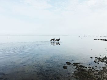 Dogs standing in sea against sky