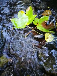 High angle view of leaves in water