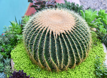 Close-up of succulent plant on field