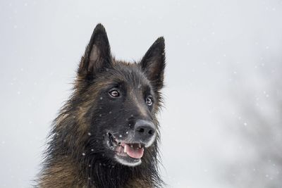 Portrait of a dog in snow