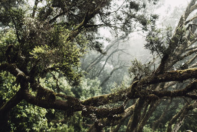 Lush branches in dense misty forest