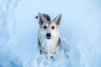 Portrait of dog sitting on snow covered land