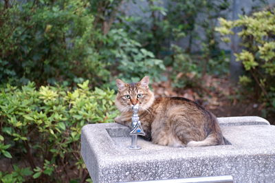 Portrait of ginger cat sitting outdoors