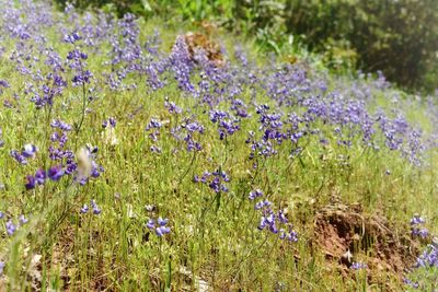 Close-up of purple flowering plants on field