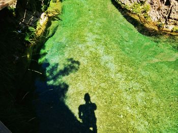 Shadow of person on tree trunk