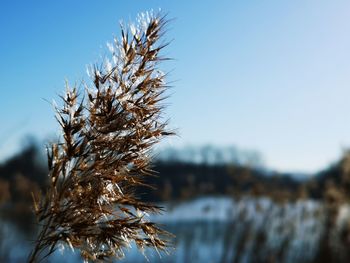 Close-up of wilted plant during winter