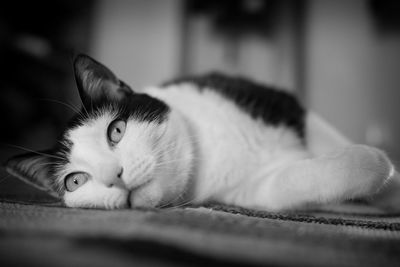 Close-up of cat resting on carpet at home