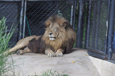 Lion relaxing in a zoo