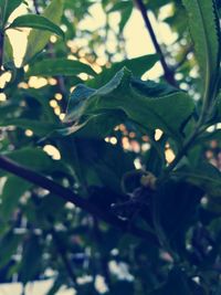 Close-up of leaves on tree