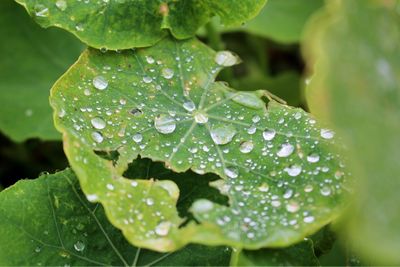 Close-up of wet plant