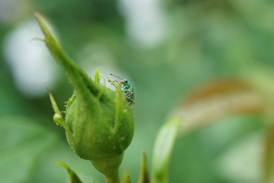 Close-up of insect on leaf