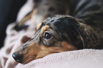 Close-up of dog relaxing on bed