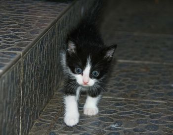 Portrait of kitten on floor