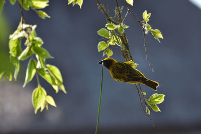 Weaving yellow southern masked weaver bird ploceus velatus