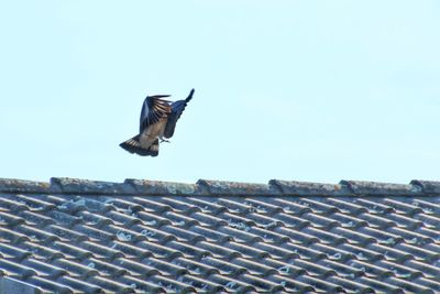 Low angle view of seagull on roof against clear sky