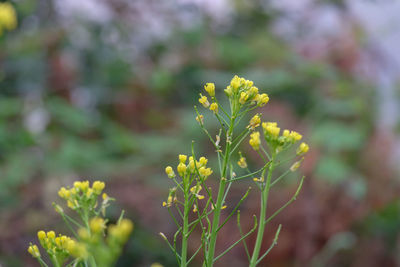 Close-up of yellow flowering plant