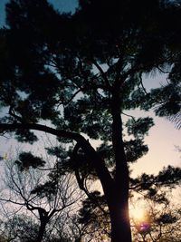 Low angle view of silhouette tree against sky at sunset