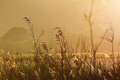 Close-up of stalks in field against sky