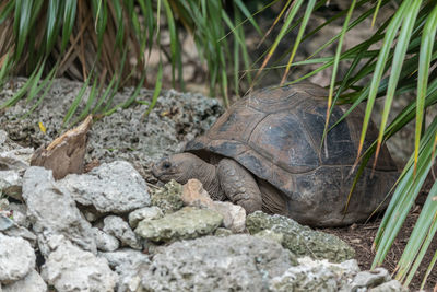 View of turtle on rock