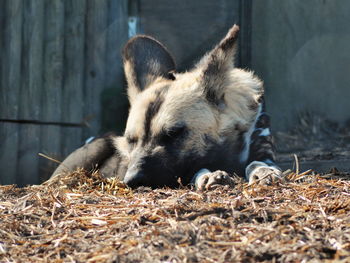 Close-up of hyena sleeping at zoo