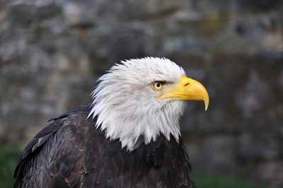 Close-up of eagle against blurred background